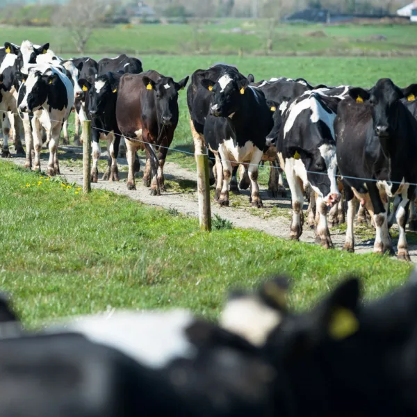 A herd of cows
